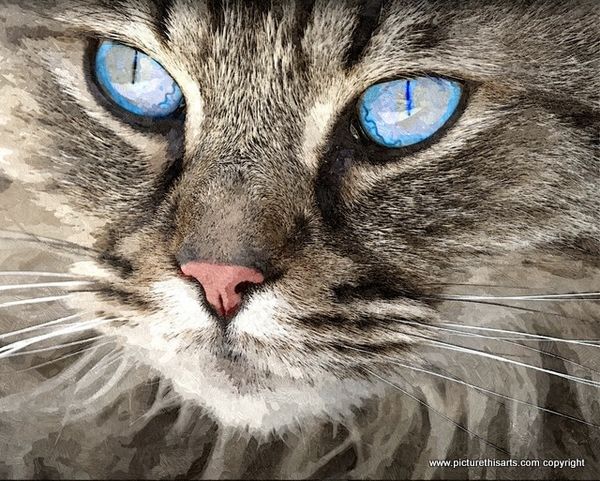 No 14. Gray & white cat with blue eye's.
