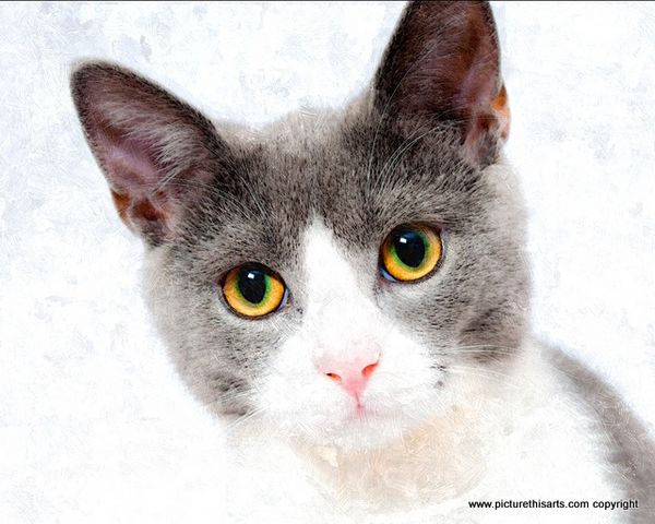 No 15. young Gray and white cat.