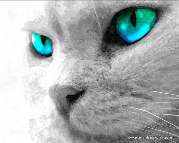 No 16. Gray cat with emerald green eye's.