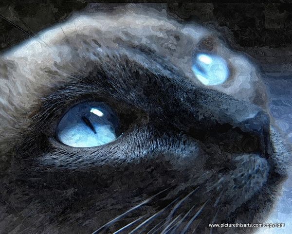 No 17. Cat with blue eye's.