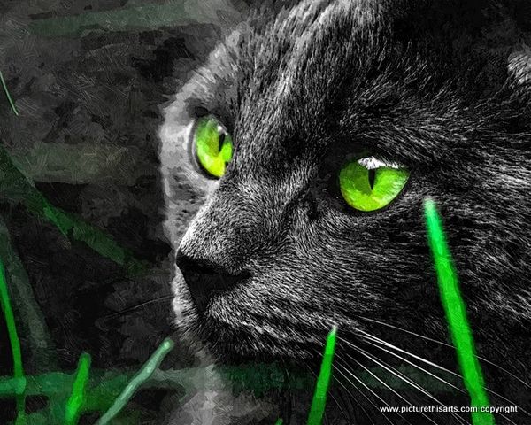 No 18. Black cat in grass with green eye's.