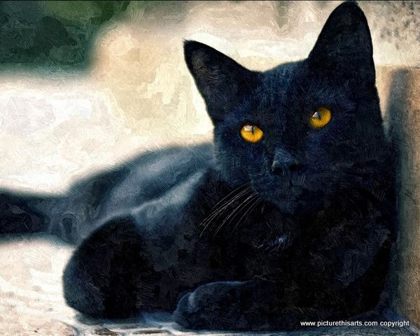 No 19. Black cat resting.