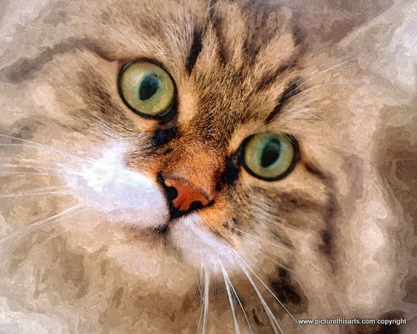 No 20. Fluffy cat.