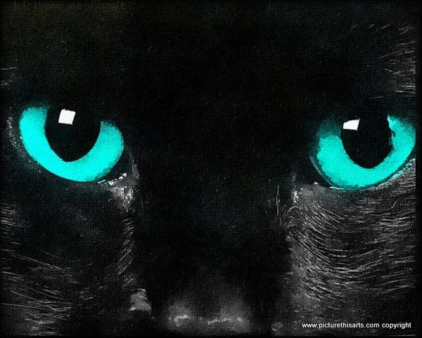 No 2. Black cat blue eyes