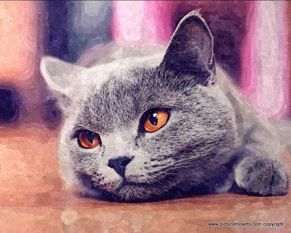 No 1. Gray cat with orange eyes