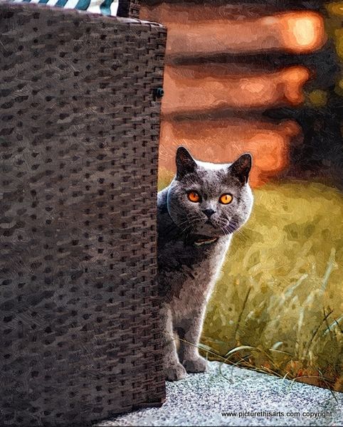 No 3 .Cat in the garden hiding behind garden furniture