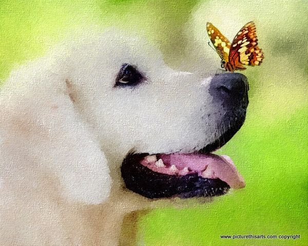 No 9. Lab pup & butterfly.
