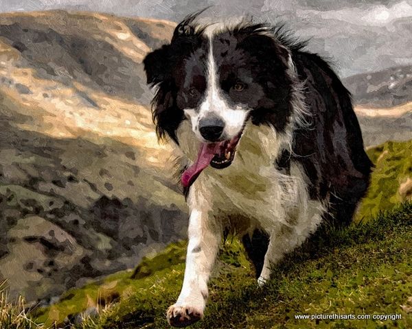 No 10. Collie on the fells.