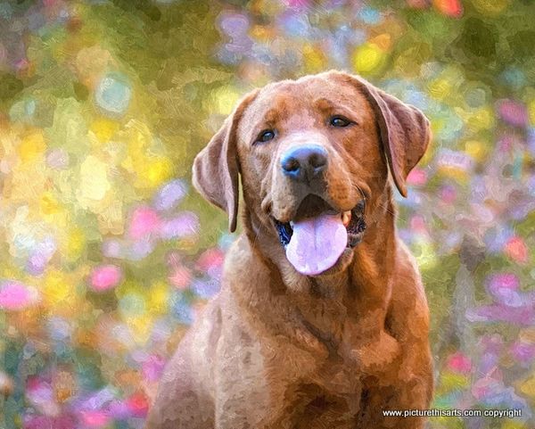 No 11. Brown lab in flowers.