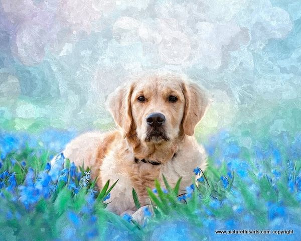 No 12. Young lab in grass and flowers.