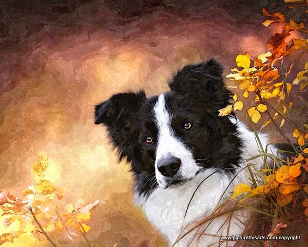 No 15. Collie dog.
