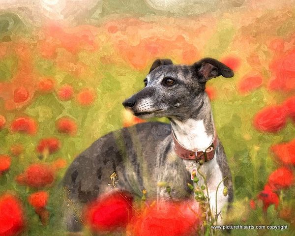 No 17. Whippet in poppy field.
