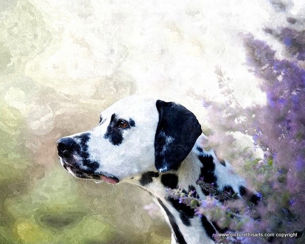 No 18. Dalmatian