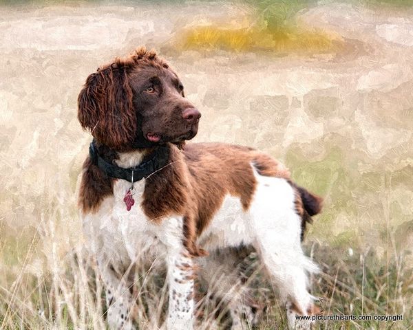 No 19. Spaniel in the field