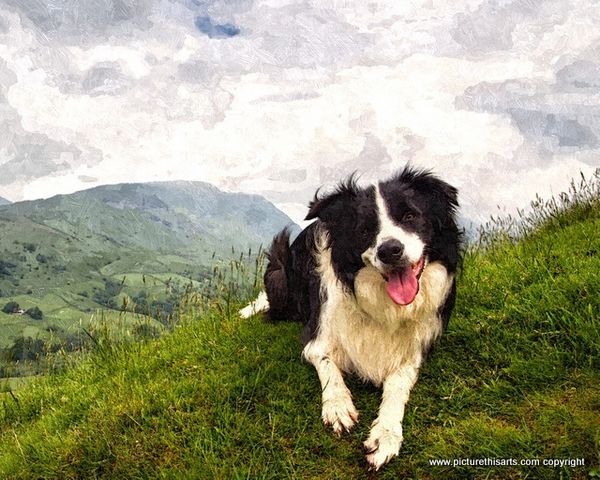 No 20. Collie on the hills.