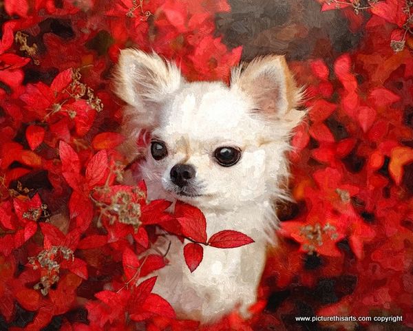 No 21. Chihuahua in the red.