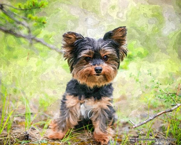 No 22. Puppy Yorkshire Terrier