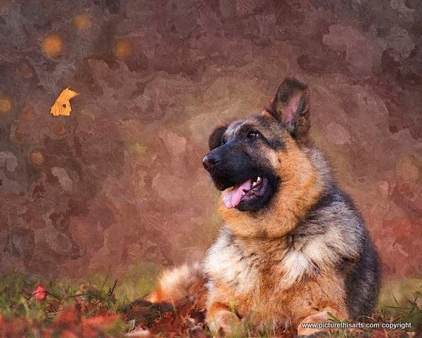 No 23. Alsatian in Autumn leaves.