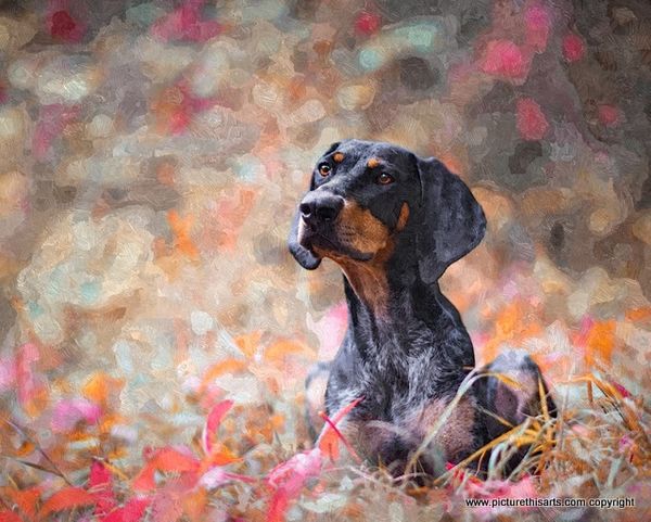 No 24. Doberman in red grass.