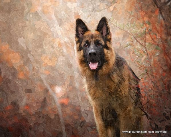No 25. Alsatian in the woods.