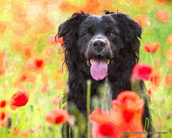 No 26. Black dog in poppy field.