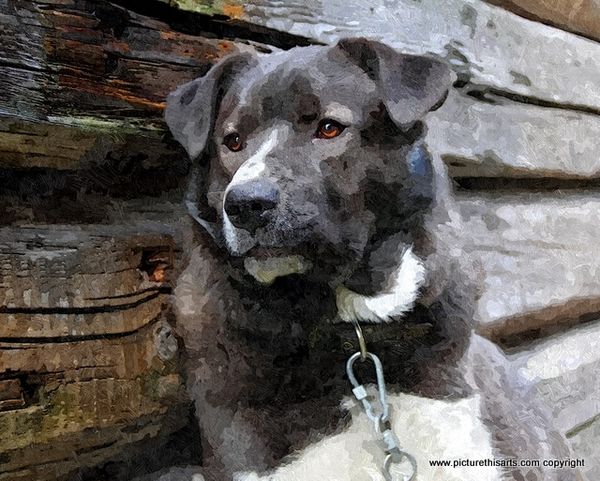 No 27. Old farm dog.