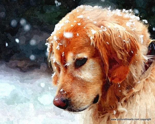 No 28. Lab pup in the snow.