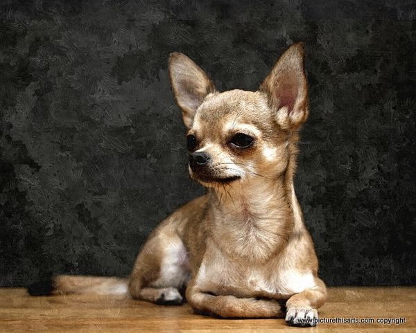 No 5. Chihuahua posing.