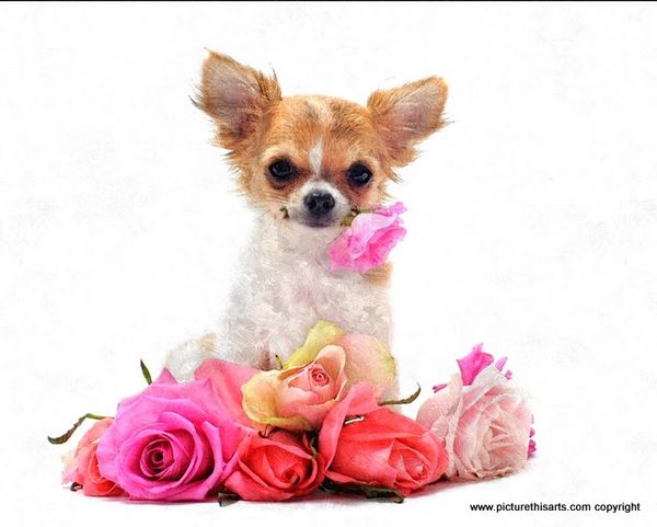 No 30. Chihuahua and roses.