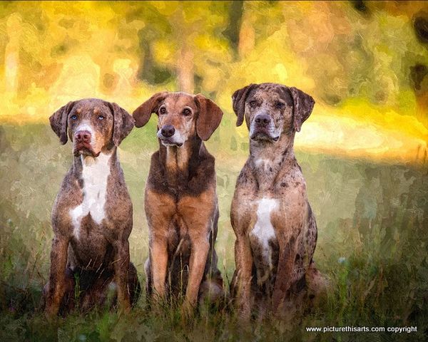 No 31. The 3 amigos.