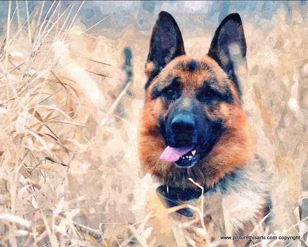 No 32. Alsatian in the long grass.
