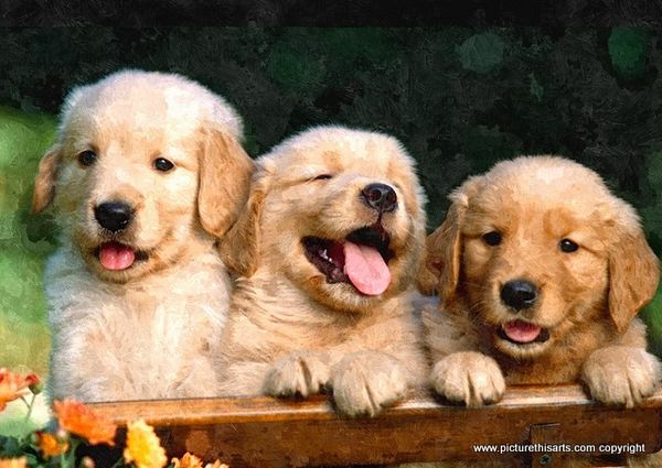 No 33. Three Lab pups.