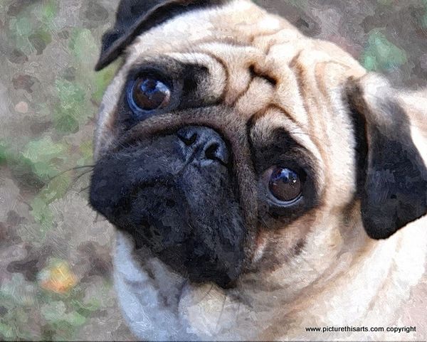 No 34. Pug dog.