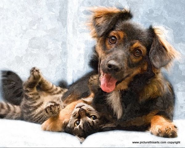 No 35. Puppy and pal kitty.