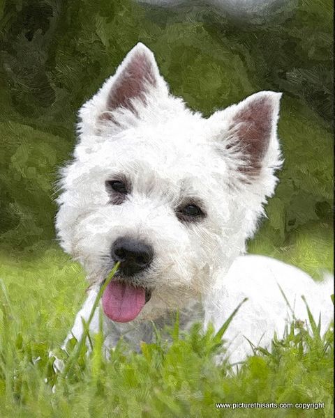 No 36. West highland terrier in the grass.