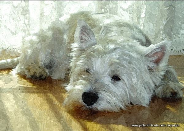 no 37. West highland terrier asleep.