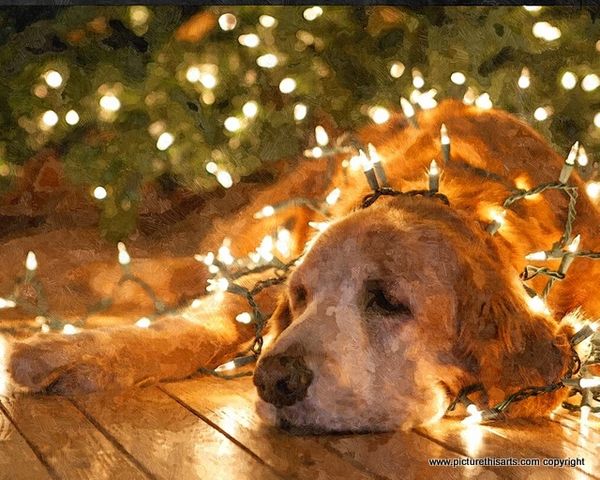 No 38. Just sort the Christmas lights she said.