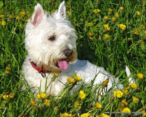 No 39. West highland terrier in the grass.