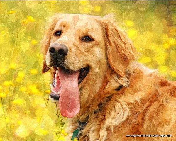 No 40. Tired Lab in the yellow field.