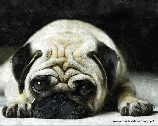 No 41. Pug puppy eyes.
