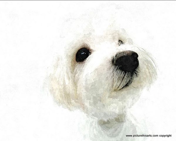 No 42. West highland terrier pup.