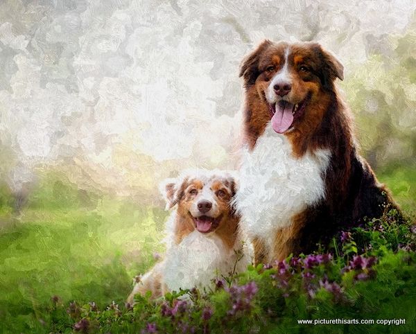 No 44. Collie and pup.