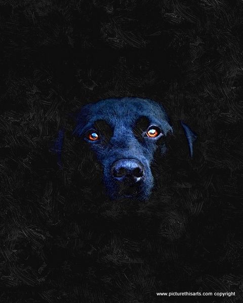 No 45. Black lab portrait.