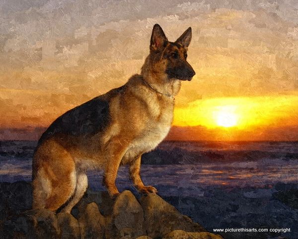 No 46. Alsatian in the sunset.