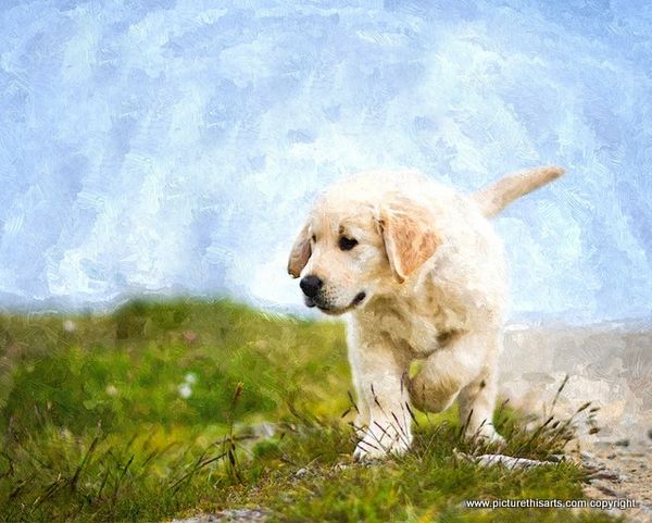 No 47. Puppy on the hunt.
