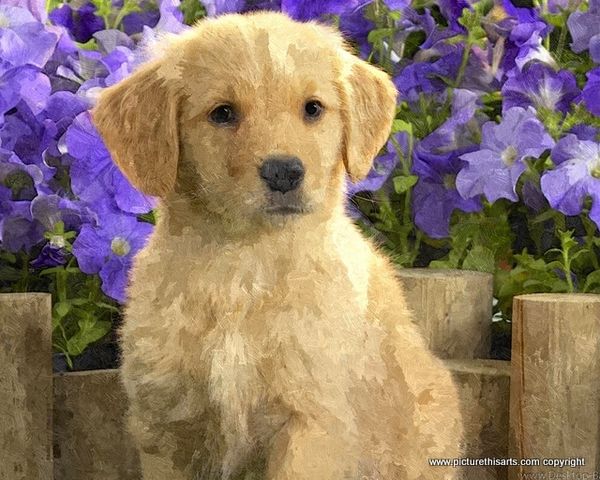 No 49. Puppy posing in the garden.