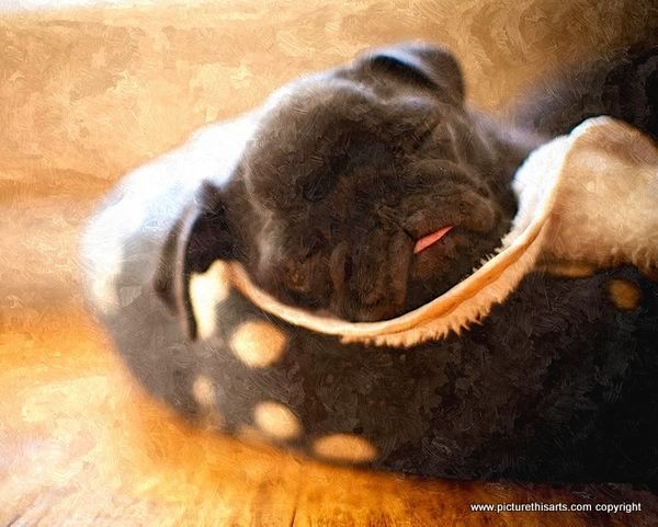 No 50. Pug asleep in slipper.
