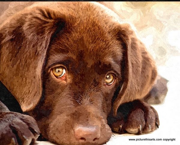 No 51. Brown lab pup.