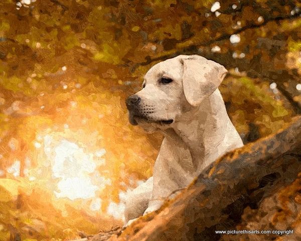 No 52. Labrador in Autumn sun.