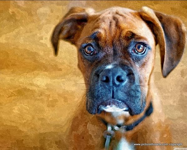 No 53. Boxer dog.